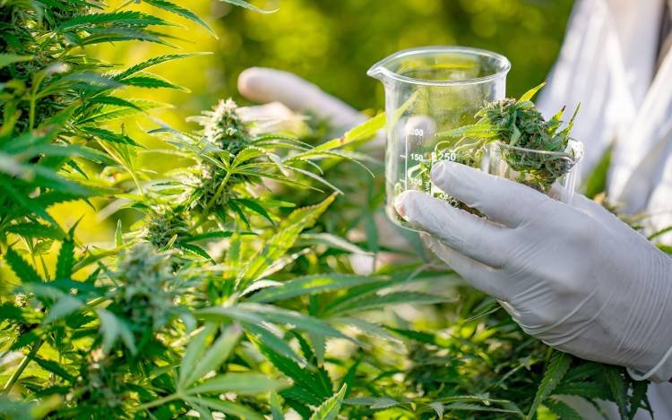 Report predicts the medical marijuana market will reach $3.2bn by 2025
